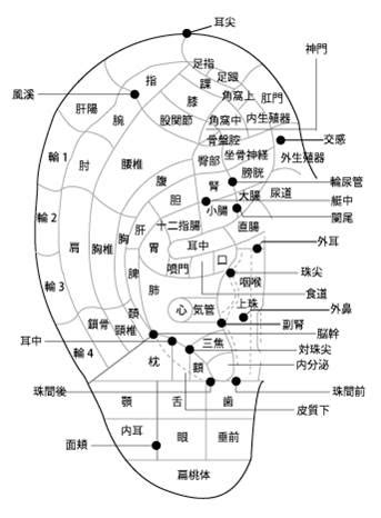 耳珠位置|耳つぼ 図解｜ツボ、耳ツボ療法｜三益製薬ブログ｜ 